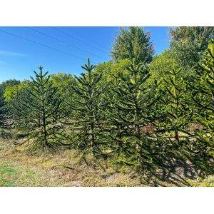 Araukária andská (Araucaria araucana) ´IMBRICATA´ - výška 100-120 cm, kont. C35L (-18°C)