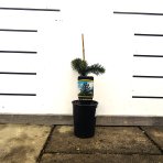 Araukária andská (Araucaria araucana) Blahočet čilský - výška 15-25 cm, kont. C1,5L (-18°C)