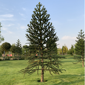 Araukária andská (Araucaria araucana) ´IMBRICATA´ - výška 150-170 cm, kont. C65L (-18°C)