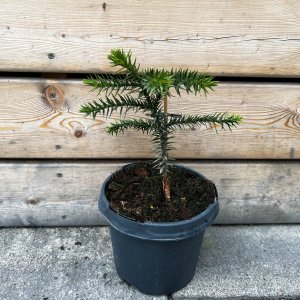 Araukária andská (Araucaria araucana) - výška 20-25 cm; kont. C3L (-15°C)