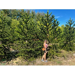 Araukária andská (Araucaria araucana) ´IMBRICATA´ - výška 300-400 cm; kont. C450L (-18°C)