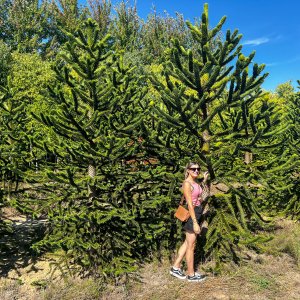 Araukária andská (Araucaria araucana) ´IMBRICATA´ výška 300-400 cm; kont. C450L (-15°C)