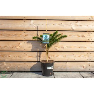 Araukária andská (Araucaria araucana) - výška 20-30 cm; kont. C3L (-18°C)