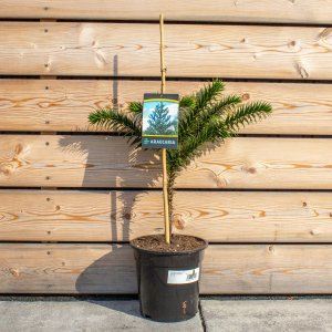 Araukária andská (Araucaria araucana) - výška 40-50 cm; kont. C4.5L (-15°C)