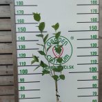 Arónia čiernoplodá (Aronia melanocarpa)  - výška 130-150 cm, kont. C3L - NA KMIENKU