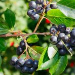 Arónia čiernoplodá (Aronia melanocarpa) ´NERO´ - výška 170-200 cm, kont. C25L - NA KMIENKU