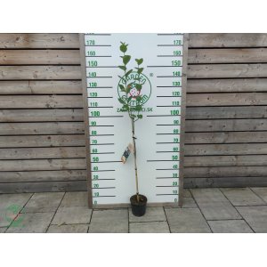 Arónia čiernoplodá (Aronia melanocarpa) ´NERO´ - výška 150-180 cm, kont. C3L - NA KMIENKU
