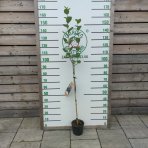 Arónia čiernoplodá (Aronia melanocarpa)  - výška 130-150 cm, kont. C3L - NA KMIENKU