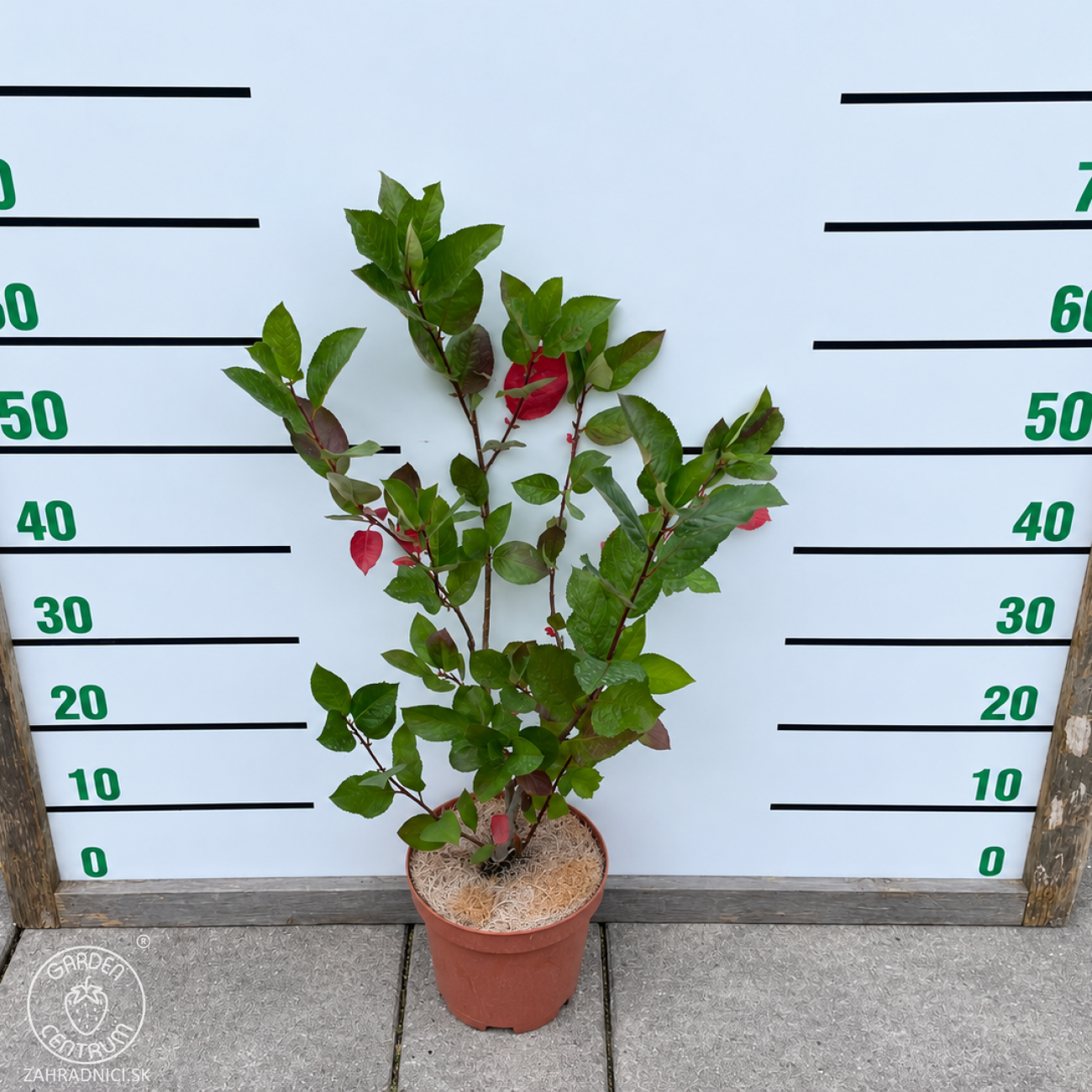 Obrázok Arónia (Aronia melanocarpa) ´GALICIJANKA´ - výška 60-80 cm; kont. C3L - SAMOOPELIVÁ