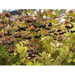 Arónia čiernoplodá (Aronia melanocarpa) ´HUGIN´ - výška 60-70 cm; kont. C15L