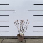 Arónia čiernoplodá (Aronia prunifolia) ´HUGIN´ - výška 20-30 cm, kont. P13