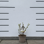 Arónia čerešňolistá (Aronia melanocarpa) ´VIKING´ - výška 20-30 cm, kont. P13