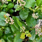 Arónia čiernoplodá (Aronia melanocarpa) ´HUGIN´ - výška 30-50 cm; kont.P9