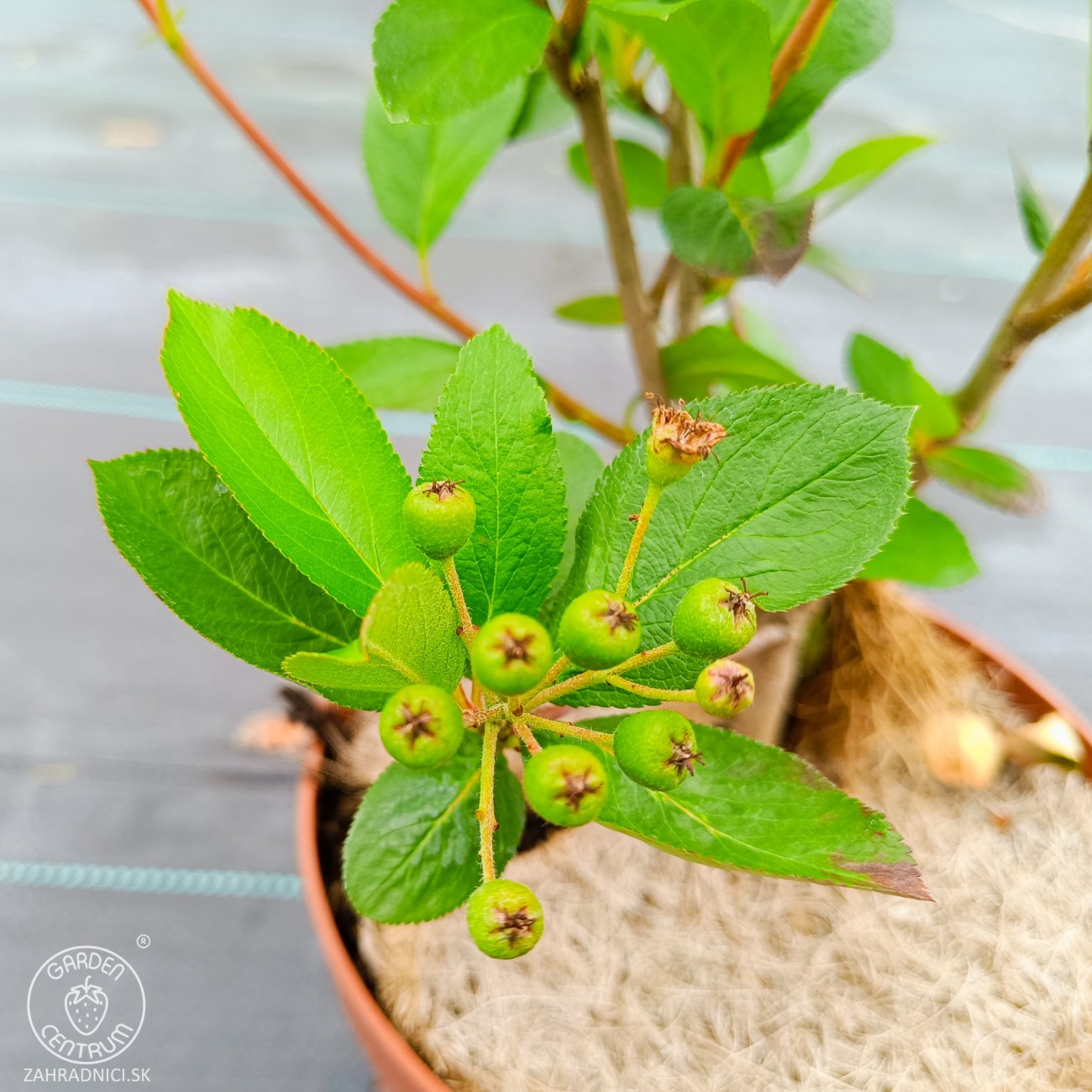 Obrázok Arónia čerešňolistá (Aronia prunifolia) ´NERO´ - výška 40-50 cm, kont. C2L