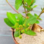 Arónia čerešňolistá (Aronia prunifolia) ´NERO´ - výška 40-50 cm, kont. C2L