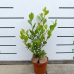 Arónia čerešňolistá (Aronia prunifolia) ´NERO´ - výška 40-50 cm, kont. C2L