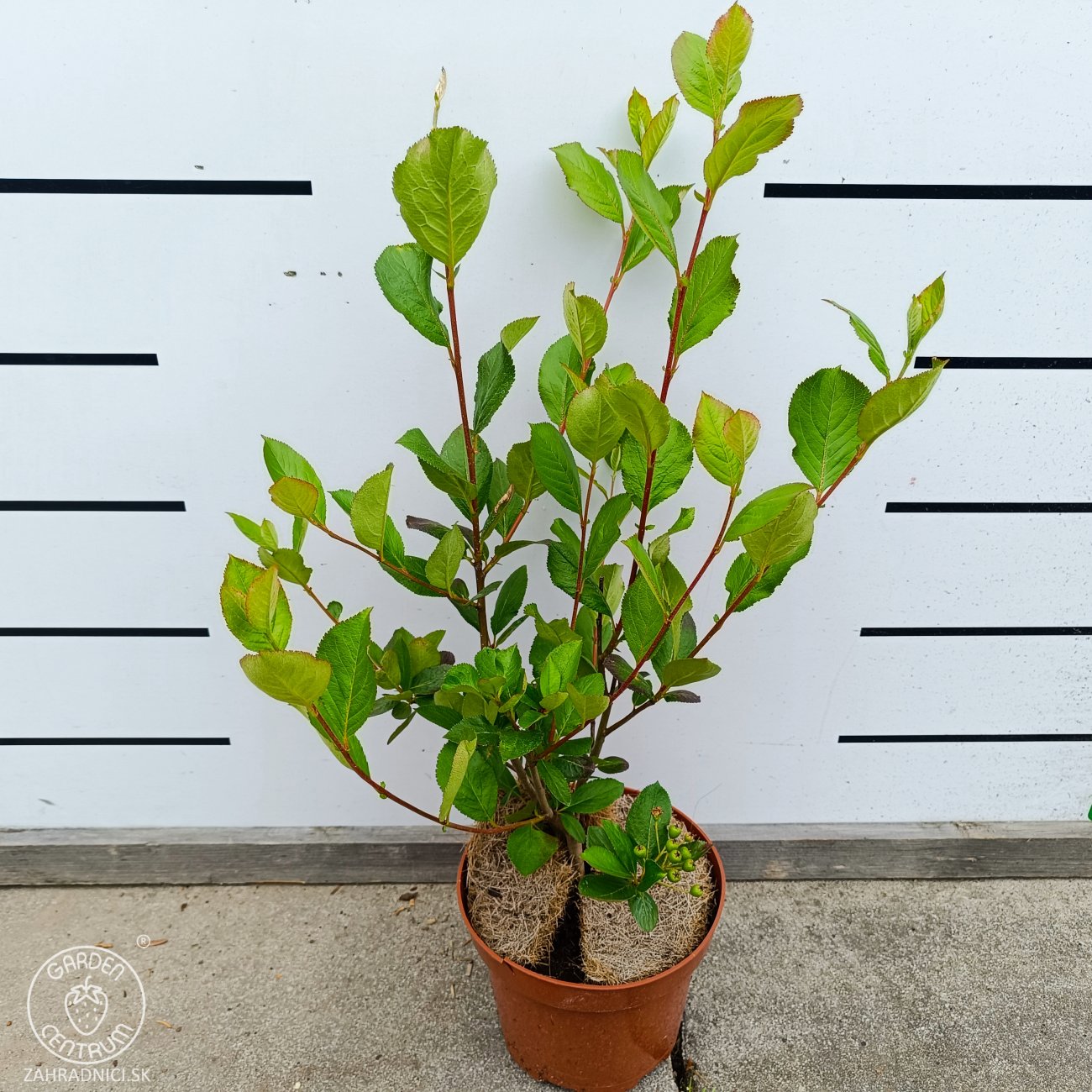 Obrázok Arónia čerešňolistá (Aronia prunifolia) ´NERO´ - výška 40-50 cm, kont. C2L