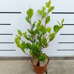 Arónia čerešňolistá (Aronia prunifolia) ´NERO´ - výška 40-50 cm, kont. C2L