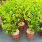 Arónia čerešňolistá (Aronia prunifolia) ´NERO´ - výška 40-50 cm, kont. C2L