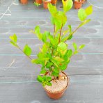 Arónia čerešňolistá (Aronia prunifolia) ´NERO´ - výška 40-50 cm, kont. C2L