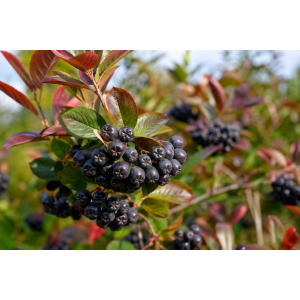 Arónia čerešňolistá (Aronia prunifolia) ´NERO´ - výška 40-50 cm, kont. C2L