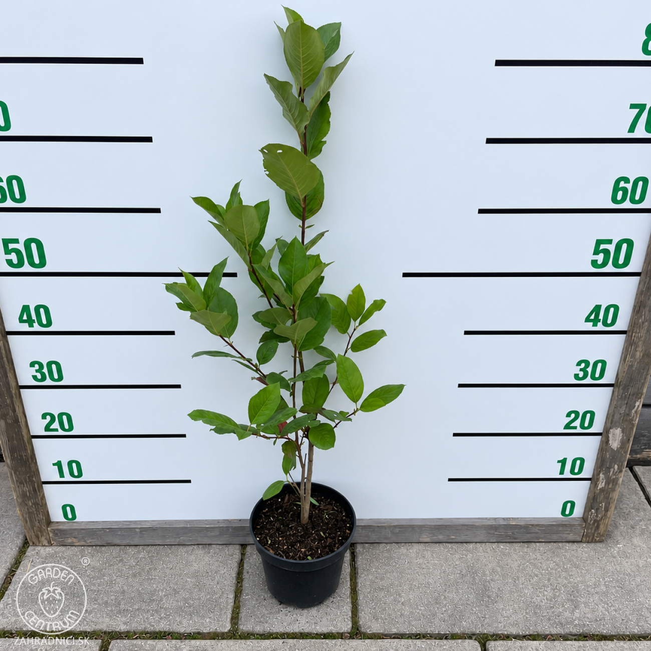 Obrázok Arónia čerešňolistá (Aronia prunifolia) ´NERO´ - výška 50-70 cm, kont. C2L