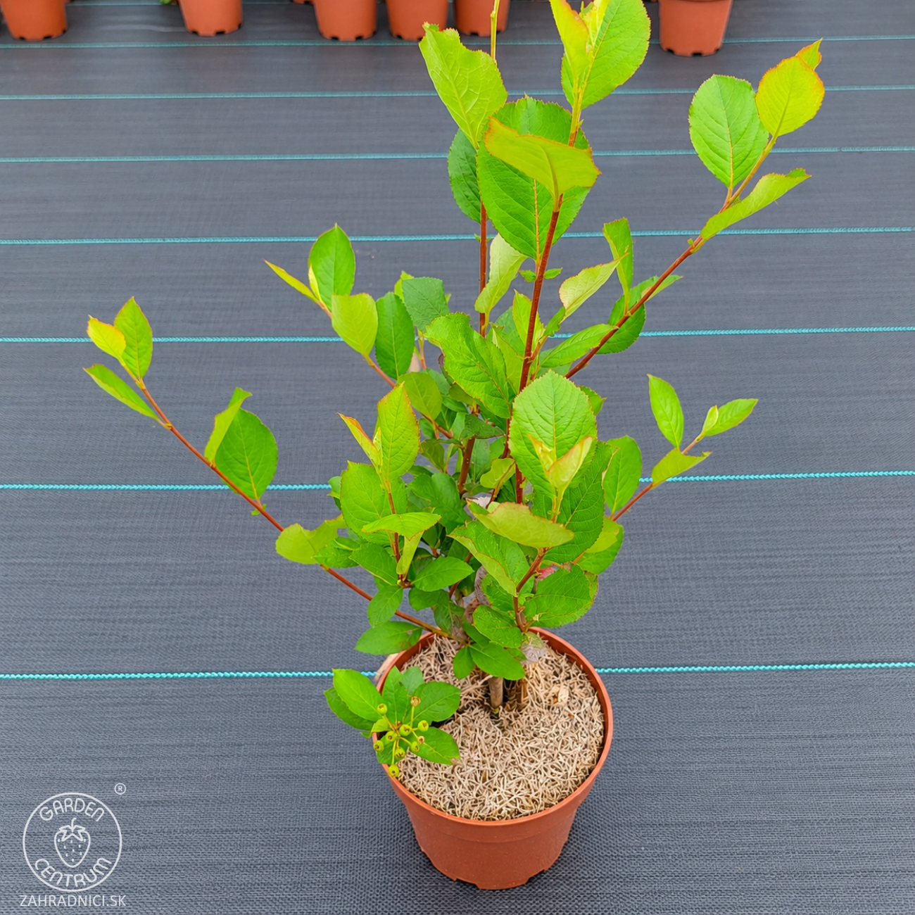 Obrázok Arónia čerešňolistá (Aronia prunifolia) ´NERO´ - výška 50-70 cm, kont. C2L