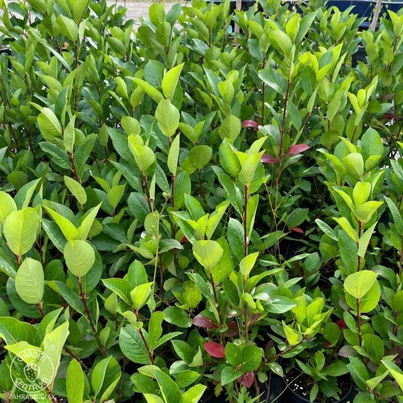 Obrázok Arónia čerešňolistá (Aronia prunifolia) ´NERO´ - výška 50-70 cm, kont. C2L