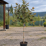 Arónia čiernoplodá (Aronia melanocarpa) ´NERO´ - výška 150-180 cm, kont. C3L - NA KMIENKU