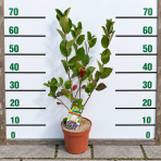 Arónia čerešňolistá (Aronia melanocarpa) ´VIKING´ - výška 60-70 cm, kont. C2L