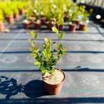 Arónia čerešňolistá (Aronia melanocarpa) ´VIKING´ - výška 20-40 cm, kont. C2L