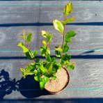 Arónia čerešňolistá (Aronia melanocarpa) ´VIKING´ - výška 20-40 cm, kont. C2L