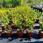 Arónia čerešňolistá (Aronia melanocarpa) ´VIKING´ - výška 20-40 cm, kont. C2L