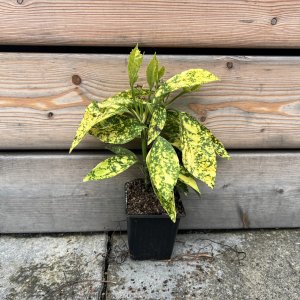 Aukuba japonská (Aucuba Japonica) ´CROTONIFOLIA GOLD´ - výška 15-20 cm, kont. P9