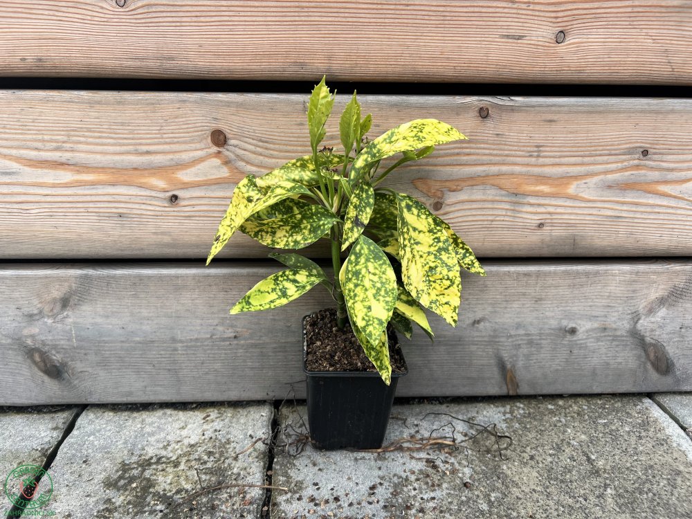Aukuba japonská ´CROTONIFOLIA GOLD´| 15-20 cm| zahradnici.sk