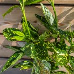 Aukuba japonská (Aucuba Japonica) ´CROTONIFOLIA GOLD´ - výška 30-40 cm, kont. C3L