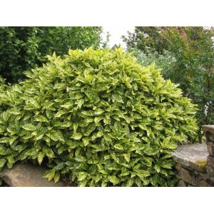 Aukuba japonská (Aucuba Japonica) ´CROTONIFOLIA GOLD´ - výška 20-40 cm, kont. C5L 