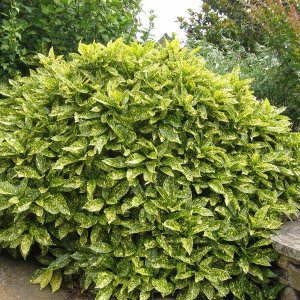 Aukuba japonská (Aucuba Japonica) ´CROTONIFOLIA GOLD´ - výška 30-40 cm, kont. C2L 