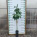 Hruškovec americký (Persea americana) - Avokádo ´HASS´ - výška 130-160 cm, kont. C5L