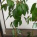 Hruškovec americký (Persea americana) - Avokádo - výška 30-50cm, kont. C4L