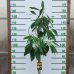 Hruškovec americký (Persea americana) - Avokádo ´HASS´ - výška 130-160 cm, kont. C5L