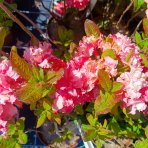 Azalka veľkokvetá (Azalea Mollis) ´ANNA´ - výška 30-50 cm, kont. C3L
