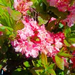Azalka veľkokvetá (Azalea Mollis) ´ANNA´ - výška 30-50 cm, kont. C3L