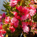 Azalka veľkokvetá (Azalea Mollis) ´ANNA´ - výška 30-50 cm, kont. C3L