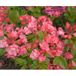 Azalka veľkokvetá (Azalea Mollis) ´ANNA´ - výška 30-50 cm, kont. C3L
