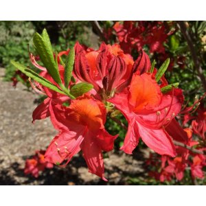 Azalka veľkokvetá (Azalea Mollis) ´TUNIS´ - výška 40-60 cm, kont. C3L