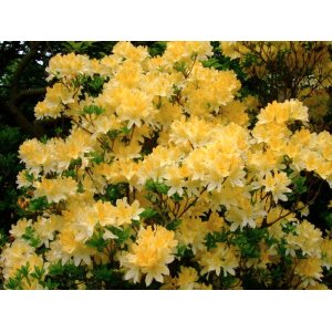 Azalka veľkokvetá (Azalea Mollis) ´ANNEKE´ - výška 40-60 cm, kont. C1L