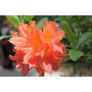 Azalka veľkokvetá (Azalea Mollis) ´GENA MAE´ - výška 50-70 cm, kont. C1L