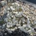 Azalka japonská (Azalea japonica) ´EISPRINZESSIN´ - výška 10-20 cm, kont. P9