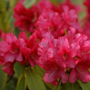 Azalka veľkokvetá (Azalea Mollis) ´HOMEBUSH´ - výška 40-60 cm, kont. C1L